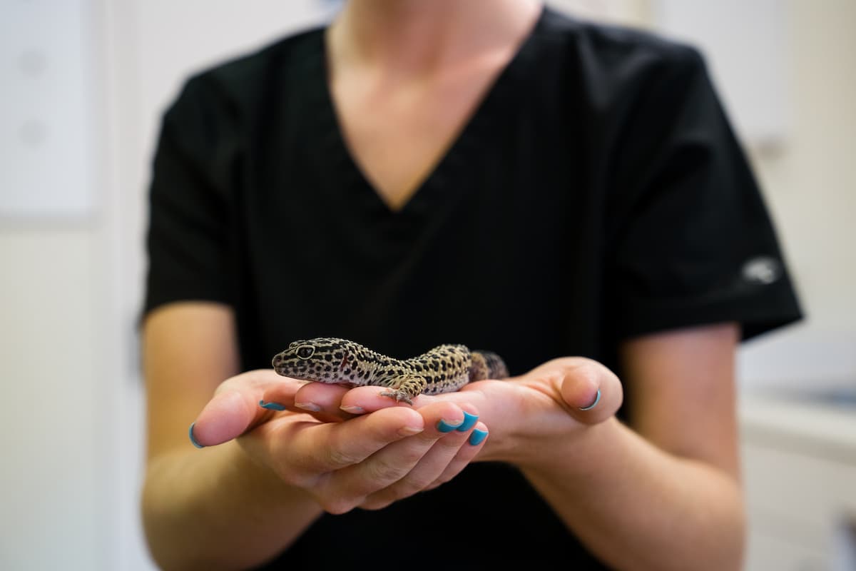 veterinary technician holding a lizard